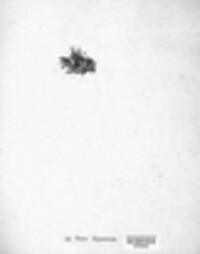 Image of Psora hypnorum